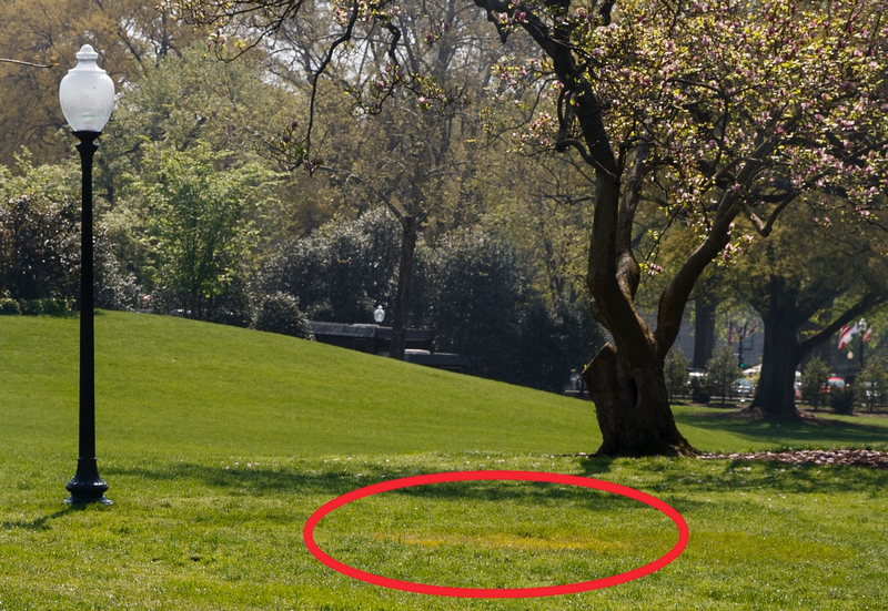 Illustration for article titled Trump and Macron's Disappearing Tree is Just in Quarantine to be Monitored For Pests